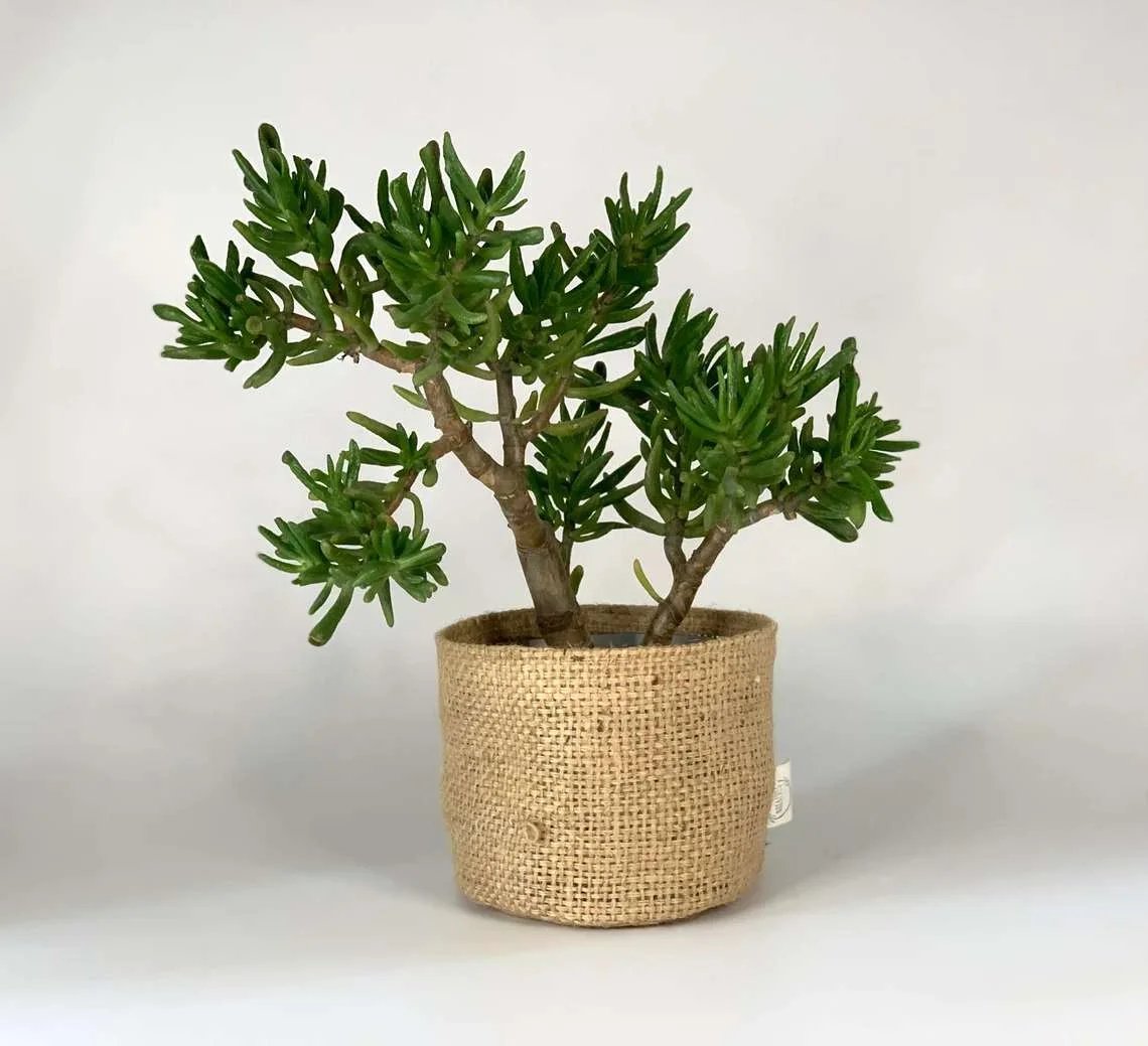 Burlap Planters